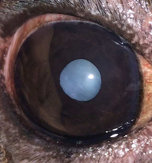 HS Veteriner Kliniği