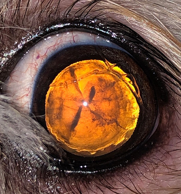 HS Veteriner Kliniği