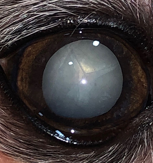 HS Veteriner Kliniği