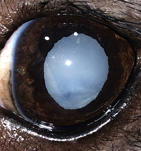 HS Veteriner Kliniği