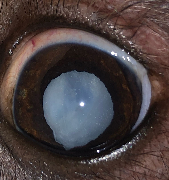 HS Veteriner Kliniği