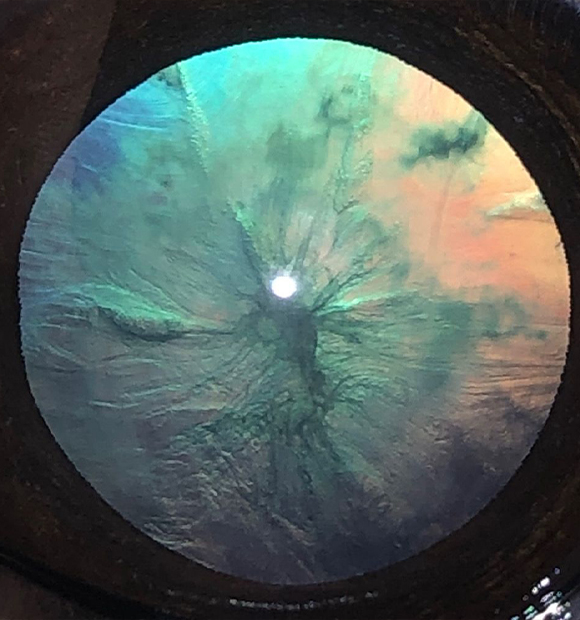 HS Veteriner Kliniği