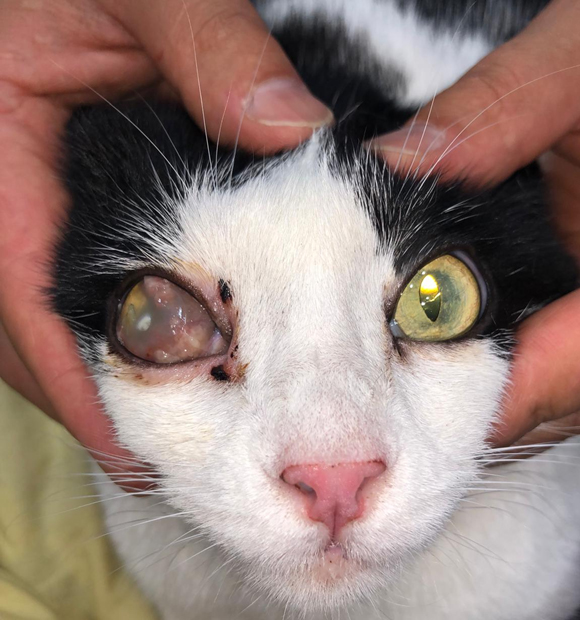 HS Veteriner Kliniği