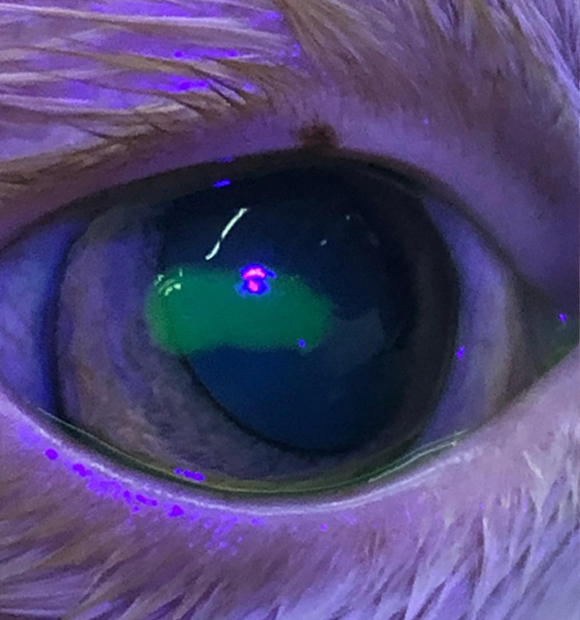 HS Veteriner Kliniği