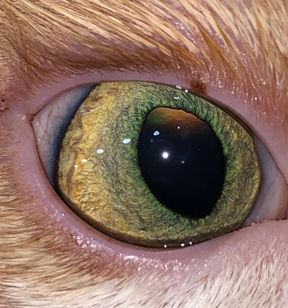 HS Veteriner Kliniği