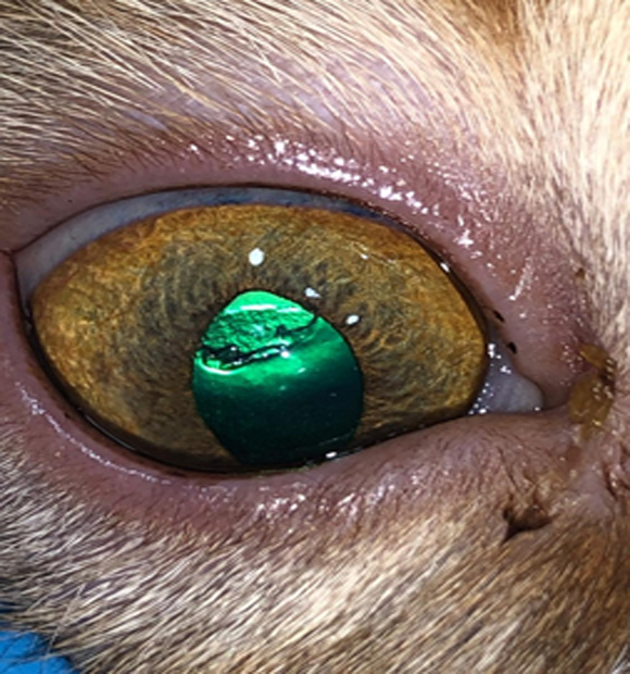 HS Veteriner Kliniği