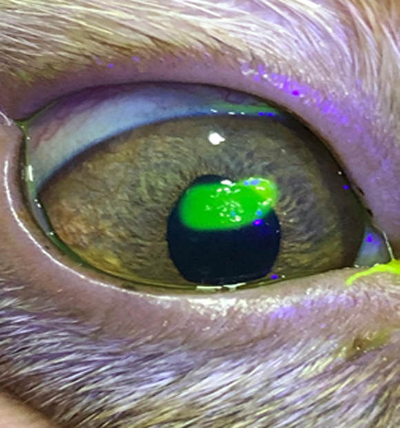 HS Veteriner Kliniği