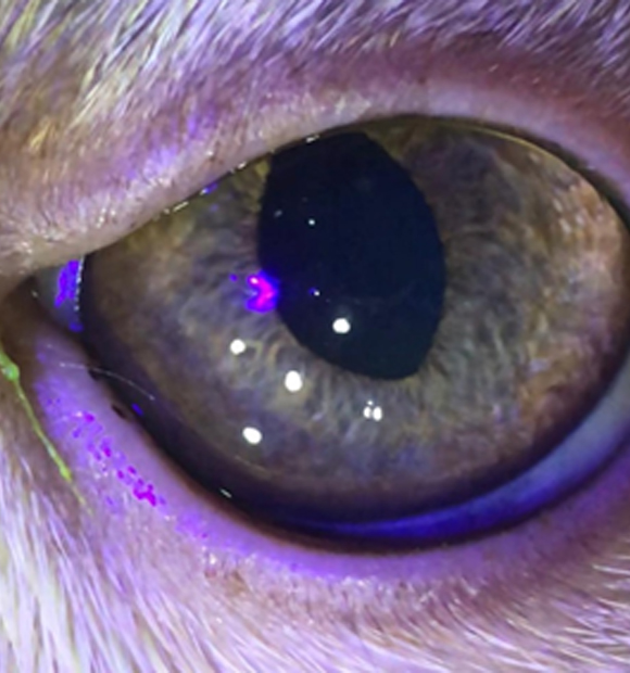 HS Veteriner Kliniği