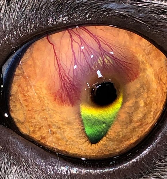 HS Veteriner Kliniği