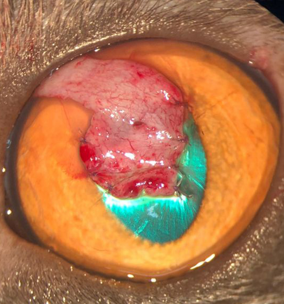 HS Veteriner Kliniği