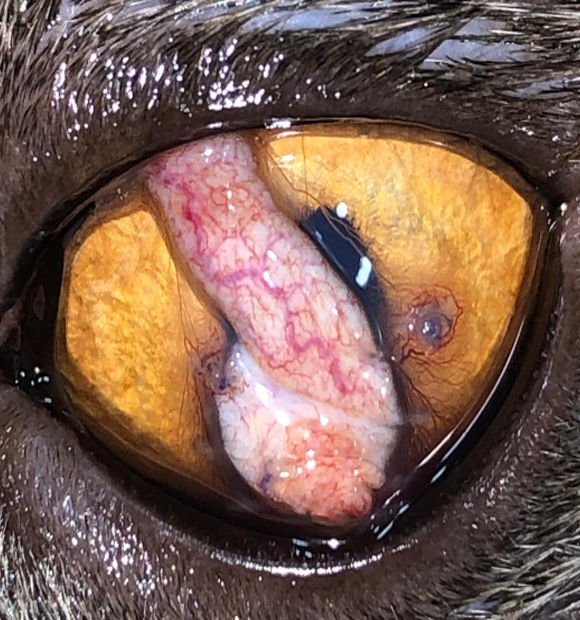 HS Veteriner Kliniği