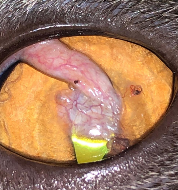 HS Veteriner Kliniği