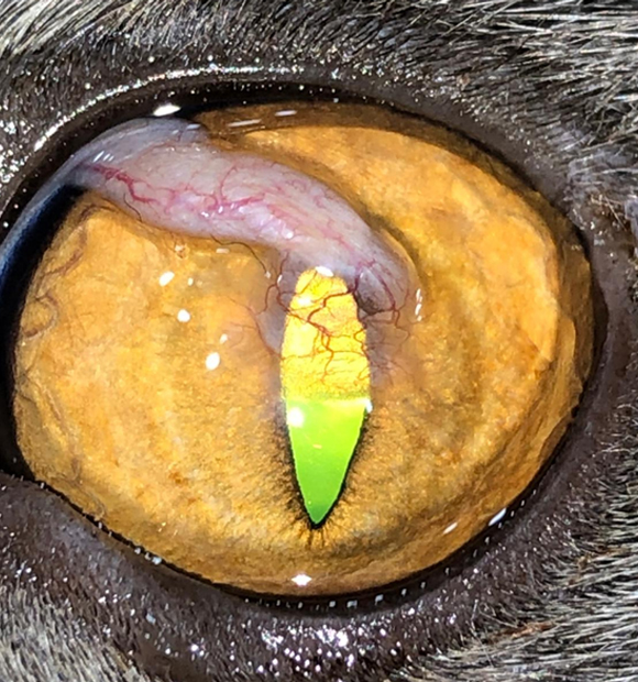 HS Veteriner Kliniği