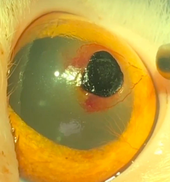 HS Veteriner Kliniği