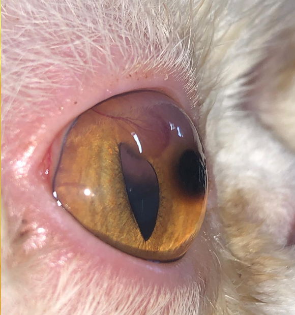 HS Veteriner Kliniği